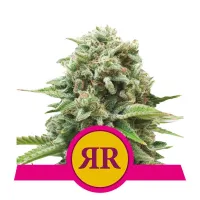 Royal  Queen  Cannabis  Seeds  Royal  Runtz