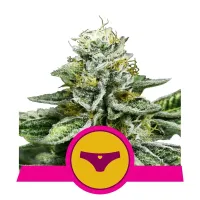 Royal Queen Cannabis Seeds Sherbet Queen