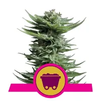 Royal  Queen  Cannabis  Seeds  Shining  Silver  Haze