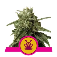 Royal  Queen  Cannabis  Seeds  Shogun