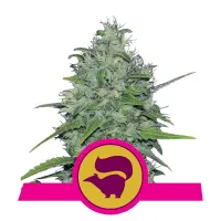 Royal Queen Cannabis Seeds Skunk Xl