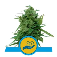 Royal  Queen  Cannabis  Seeds  Solomatic  Cbd