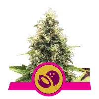 Royal Queen Cannabis Seeds Somango Xl