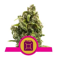 Royal Queen Cannabis Seeds Sour Diesel