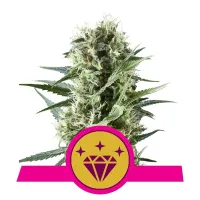 Royal Queen Cannabis Seeds Special Kush 1