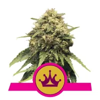 Royal Queen Cannabis Seeds Special Queen 1