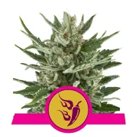 Royal Queen Cannabis Seeds Speedy Chile Fast Version