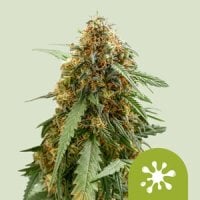 Royal  Queen  Cannabis  Seeds  Sticky  Queen  Auto