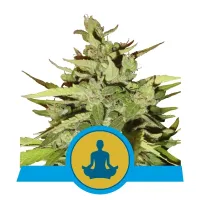 Royal  Queen  Cannabis  Seeds  Stress  Killer  Auto  Cbd