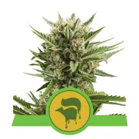 Royal  Queen  Cannabis  Seeds  Sweet  Skunk  Automatic