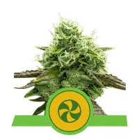 Royal  Queen  Cannabis  Seeds  Sweet  Zz  Auto