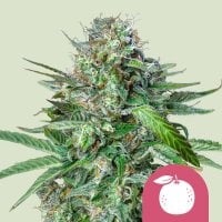Royal  Queen  Cannabis  Seeds  Tangie