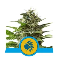Royal  Queen  Cannabis  Seeds  Tatanka  Pure  Cbd