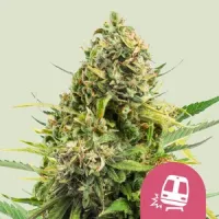 Royal  Queen  Cannabis  Seeds  Trainwreck