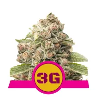 Royal  Queen  Cannabis  Seeds  Triple  G