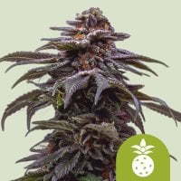 Royal  Queen  Cannabis  Seeds  Tropicana  Cookies  Purple  Auto