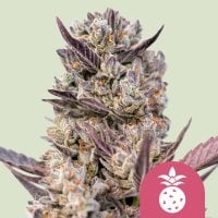 Royal Queen Cannabis Seeds Tropicana Cookies Purple