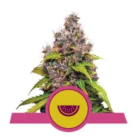 Royal  Queen  Cannabis  Seeds  Watermelon
