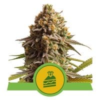 Royal  Queen  Cannabis  Seeds  Wedding  Cake  Auto