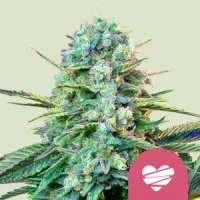 Royal  Queen  Cannabis  Seeds  Wedding  Crasher