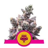 Royal  Queen  Cannabis  Seeds  Wedding  Gelato