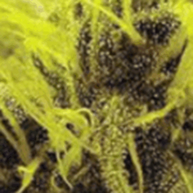 Sagarmatha Cannabis Seeds A1 Haze