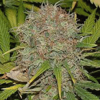 Sagarmatha Cannabis Seeds Ak48 Automatic