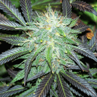 Sagarmatha Cannabis Seeds Black Buddha