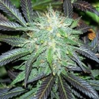 Sagarmatha Cannabis Seeds Black Domina Automatic
