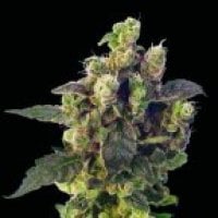 Sagarmatha  Cannabis  Seeds  Blue  Thunder