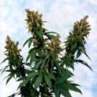 Sagarmatha  Cannabis  Seeds  Blueberry  Bud