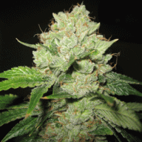 Sagarmatha Cannabis Seeds California Train Wreck