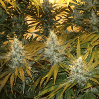 Sagarmatha  Cannabis  Seeds  Chunky  Skunk