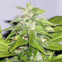 Sagarmatha  Cannabis  Seeds  Early  Riser