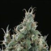 Sagarmatha Cannabis Seeds Flow
