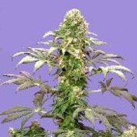Sagarmatha Cannabis Seeds Matanuska Tundra