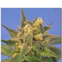 Sagarmatha  Cannabis  Seeds  Midnight  Blue