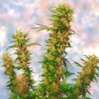 Sagarmatha Cannabis Seeds Mongolian Indica
