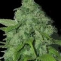 Sagarmatha  Cannabis  Seeds  Purple  Pinecone