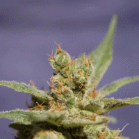 Sagarmatha  Cannabis  Seeds  Rhode  Island  Skunk