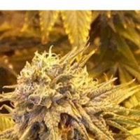 Sagarmatha  Cannabis  Seeds  Silver  Shadow  Haze