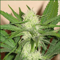 Sagarmatha Cannabis Seeds Skunk Wreck