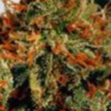 Sagarmatha  Cannabis  Seeds  Slyder