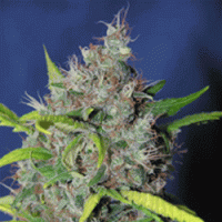 Sagarmatha Cannabis Seeds Smurfberry Automatic