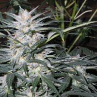 Sagarmatha Cannabis Seeds Star Ryder Auto