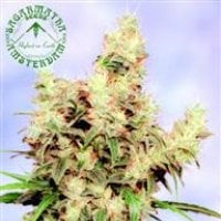 Sagarmatha  Cannabis  Seeds  Stonehedge