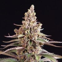 Sagarmatha  Cannabis  Seeds  Stuporsonic
