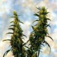 Sagarmatha Cannabis Seeds Western Winds