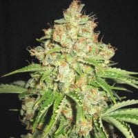 Sagarmatha  Cannabis  Seeds  White  Russian