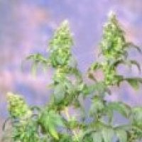 Sagarmatha Cannabis Seeds Yumbolt